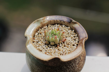 Succulents green clawの写真素材