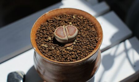 Lithops sp.の写真素材