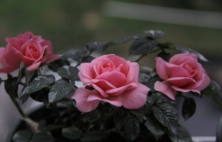 Pink rosesの写真素材