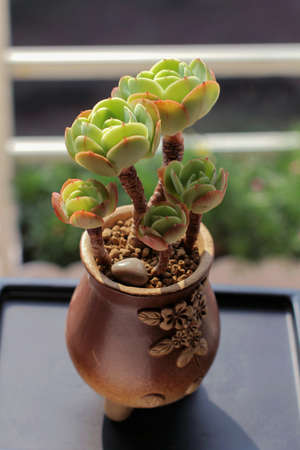 Potted succulentsの写真素材