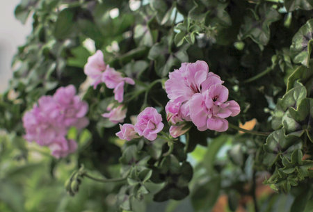 Potted Geraniums