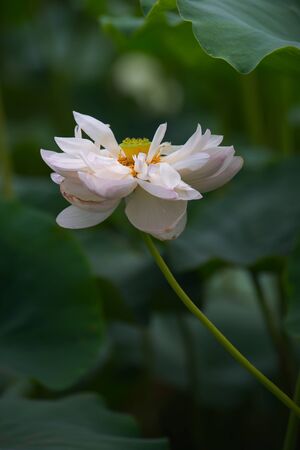 Blooming Lotusの写真素材