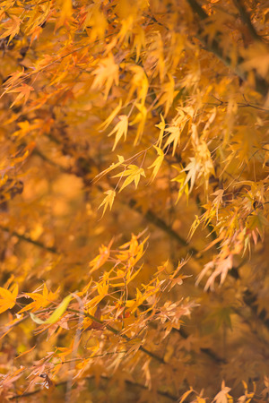 Golden Maple Leaf の写真素材