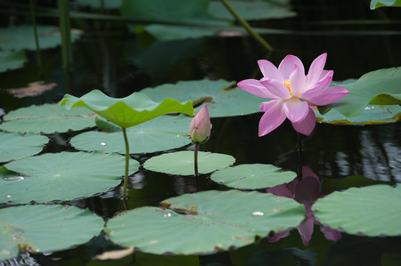 The Lotus pond の写真素材