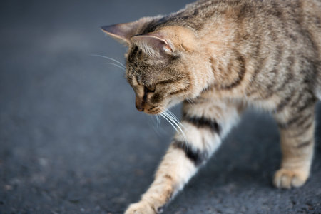 Playful cat