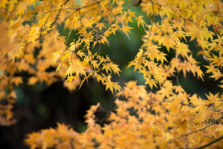 Golden Maple Leaf の写真素材