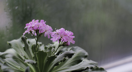 Purple flowersの写真素材