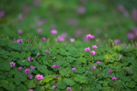 Oxalis corniculataの写真素材