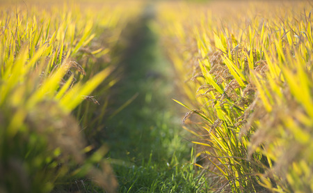 Field of ripened riceの写真素材