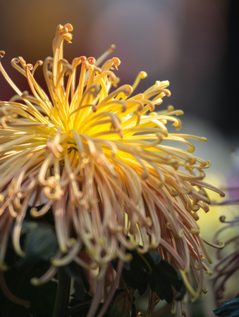 Golden chrysanthemumsの写真素材