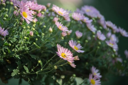 Chrysanthemums bloomの写真素材