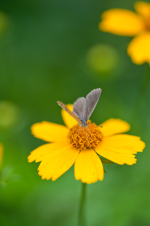 Dasiphora fruticosaの写真素材