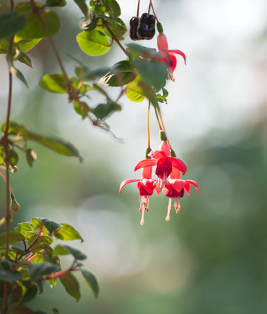 Fuchsia