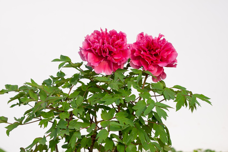 peony in springの写真素材
