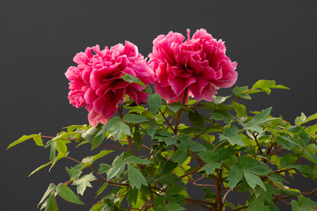 peony in springの写真素材