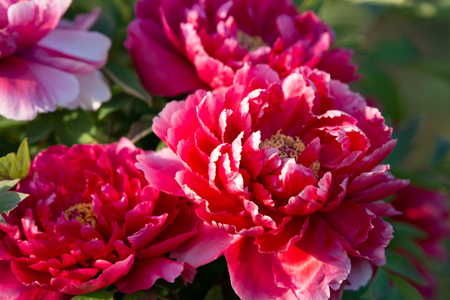 peony in springの写真素材