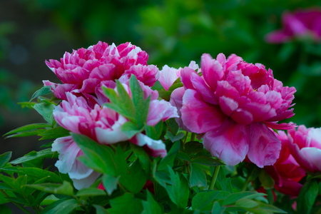 peony in springの写真素材