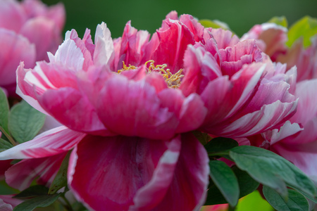 peony in springの写真素材