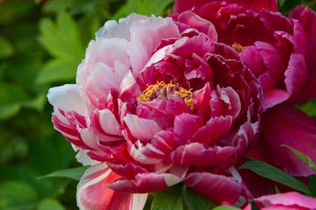 peony in springの写真素材