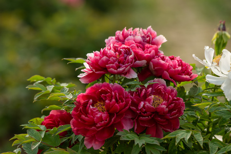 peony in springの写真素材