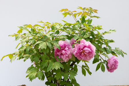 peony in springの写真素材