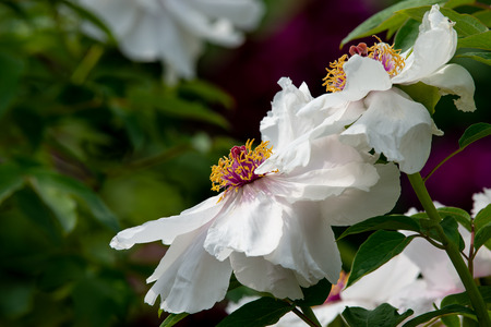 peony in springの写真素材