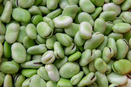 Fresh broad bean in springの写真素材
