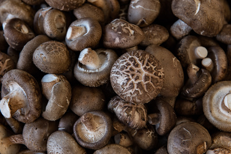 lentinus edodesの写真素材