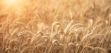 wheat fieldの写真素材