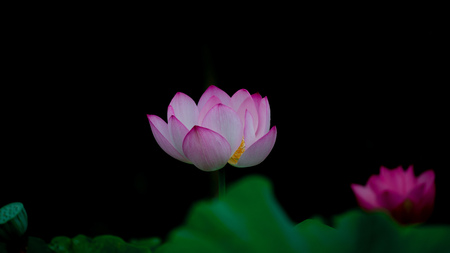 blooming lotus in the summer pondsの写真素材