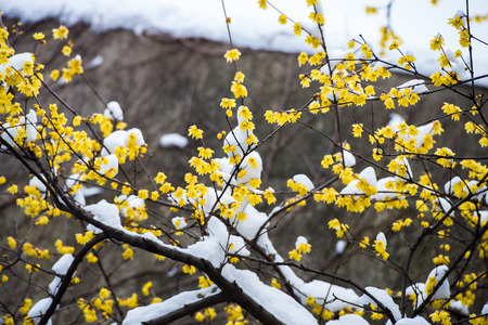 blooming wintersweet flowersの写真素材