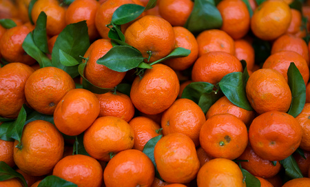 A lot of fresh orangesの写真素材