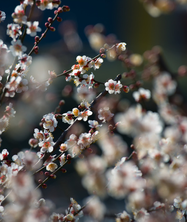 Spring blooming plum blossomsの写真素材
