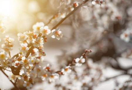 Spring blooming plum blossomsの写真素材
