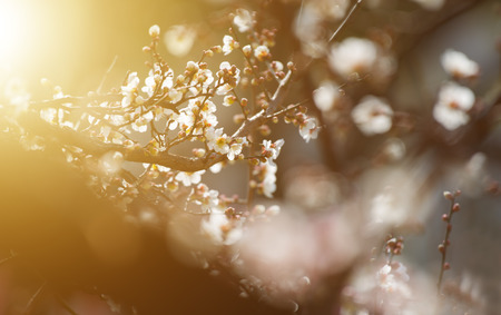 Spring blooming plum blossomsの写真素材