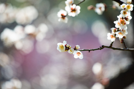 Spring blooming plum blossomsの写真素材