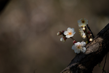 Spring blooming plum blossomsの写真素材
