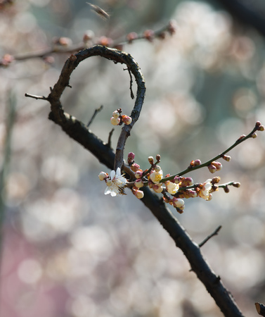 Spring blooming plum blossomsの写真素材