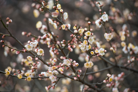 Spring blooming plum blossomsの写真素材