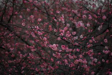 Spring blooming plum blossomsの写真素材