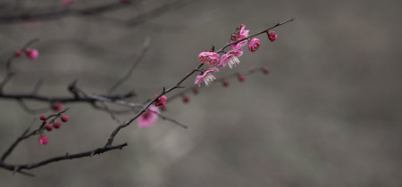 Spring blooming plum blossomsの写真素材