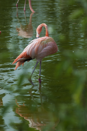 Flamingo in the pondの写真素材