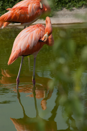 Flamingo in the pondの写真素材
