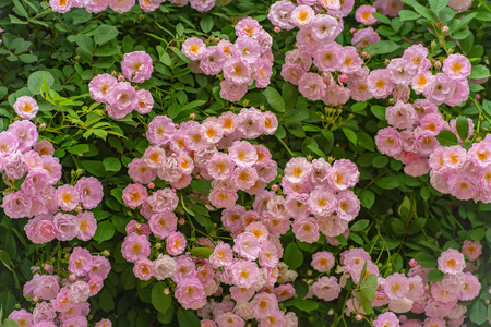 Rose flowerの写真素材