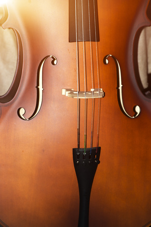 viola close upの写真素材
