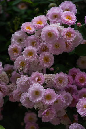 Rose flowerの写真素材
