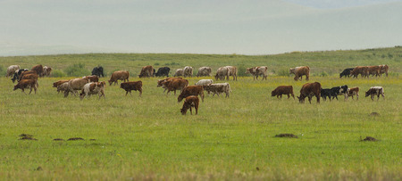 Bashang grasslandの写真素材