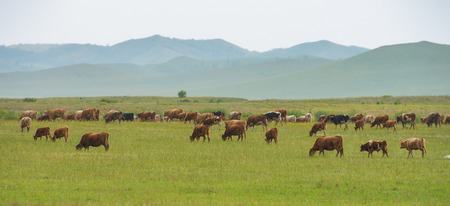 Bashang grasslandの写真素材