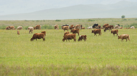 Bashang grasslandの写真素材