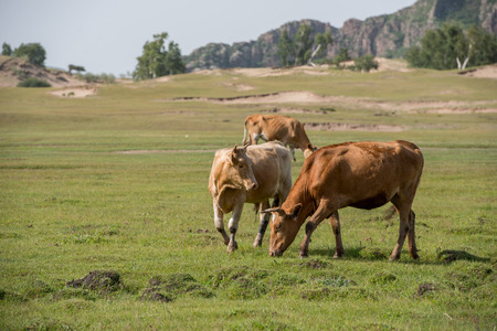 Bashang grasslandの写真素材